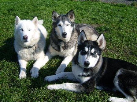 laika