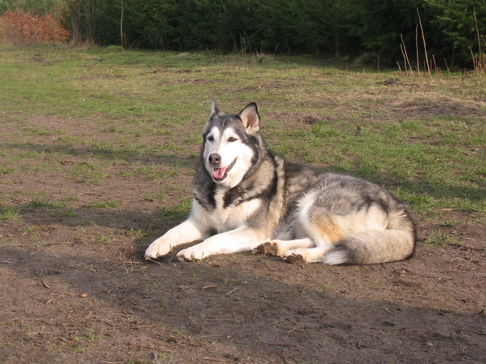 laika