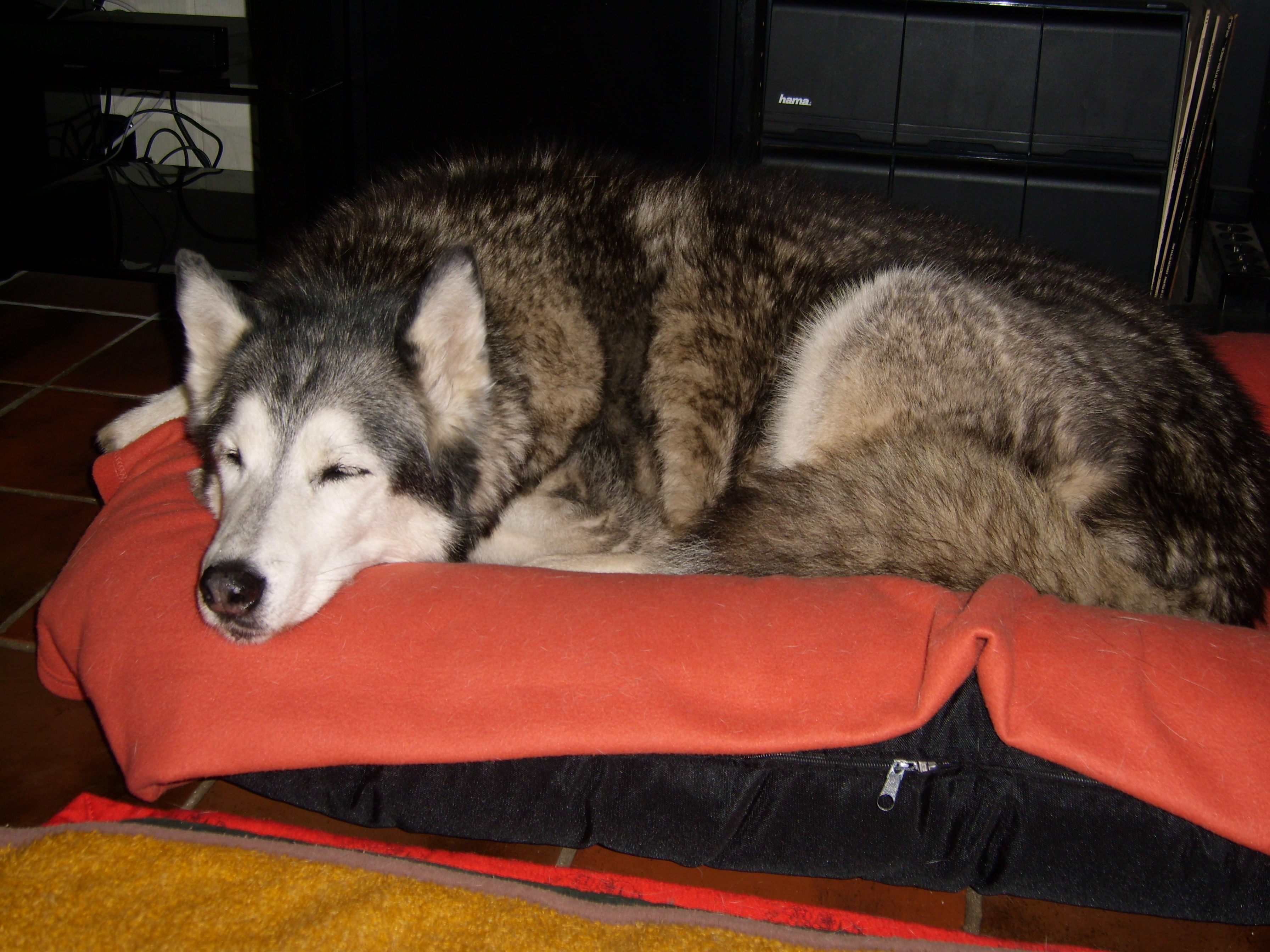 laika